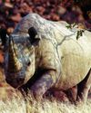 BBC Wildlife