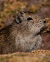 BBC Wildlife