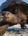 BBC Wildlife