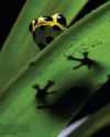 BBC Wildlife