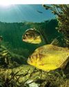 BBC Wildlife