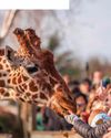 BBC Wildlife