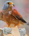 BBC Wildlife