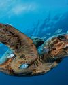 BBC Wildlife
