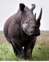 BBC Wildlife