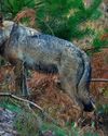 BBC Wildlife