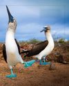 BBC Wildlife