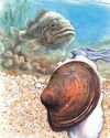 BBC Wildlife