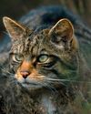 BBC Wildlife