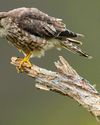 BBC Wildlife