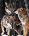 BBC Wildlife