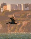 BBC Wildlife