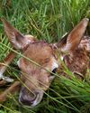 BBC Wildlife