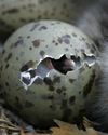 BBC Wildlife