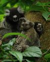 BBC Wildlife