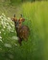 BBC Wildlife