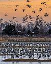 BBC Wildlife
