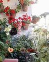 Greening up a city balcony