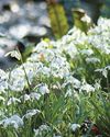 2 for 1 Gardens Snowdrop spectacular