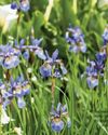 BBC Gardeners World