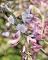 BBC Gardeners World