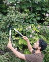 Shape up your viburnum Shape up your viburnum