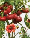 The art of crops in pots The art of crops in pots