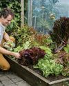 How to grow the best salads13