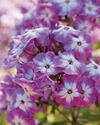 BBC Gardeners World