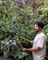Trim overgrown apple trees11