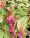 BBC Gardeners World