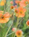 BBC Gardeners World