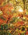 BBC Gardeners World