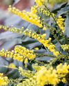 BBC Gardeners World
