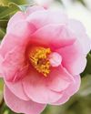 BBC Gardeners World