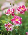 BBC Gardeners World