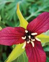 BBC Gardeners World