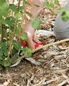 BBC Gardeners World