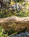 BBC Gardeners World