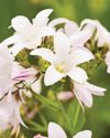 BBC Gardeners World