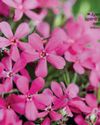 BBC Gardeners World