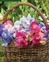 BBC Gardeners World