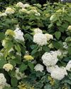 Take cuttings of hydrangea17