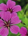 Expert's choice Geraniums1