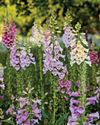 Grow foxgloves from seed18