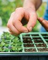 Sow more follow-on salads BBC Gardeners World