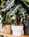 Choose the ideal location for alocasia BBC Gardeners World