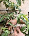 Prune young trained nectarines BBC Gardeners World