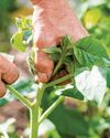 Pinch out side shoots of cordon tomatoes BBC Gardeners World