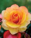 OUR TOP 10 patio flowers24